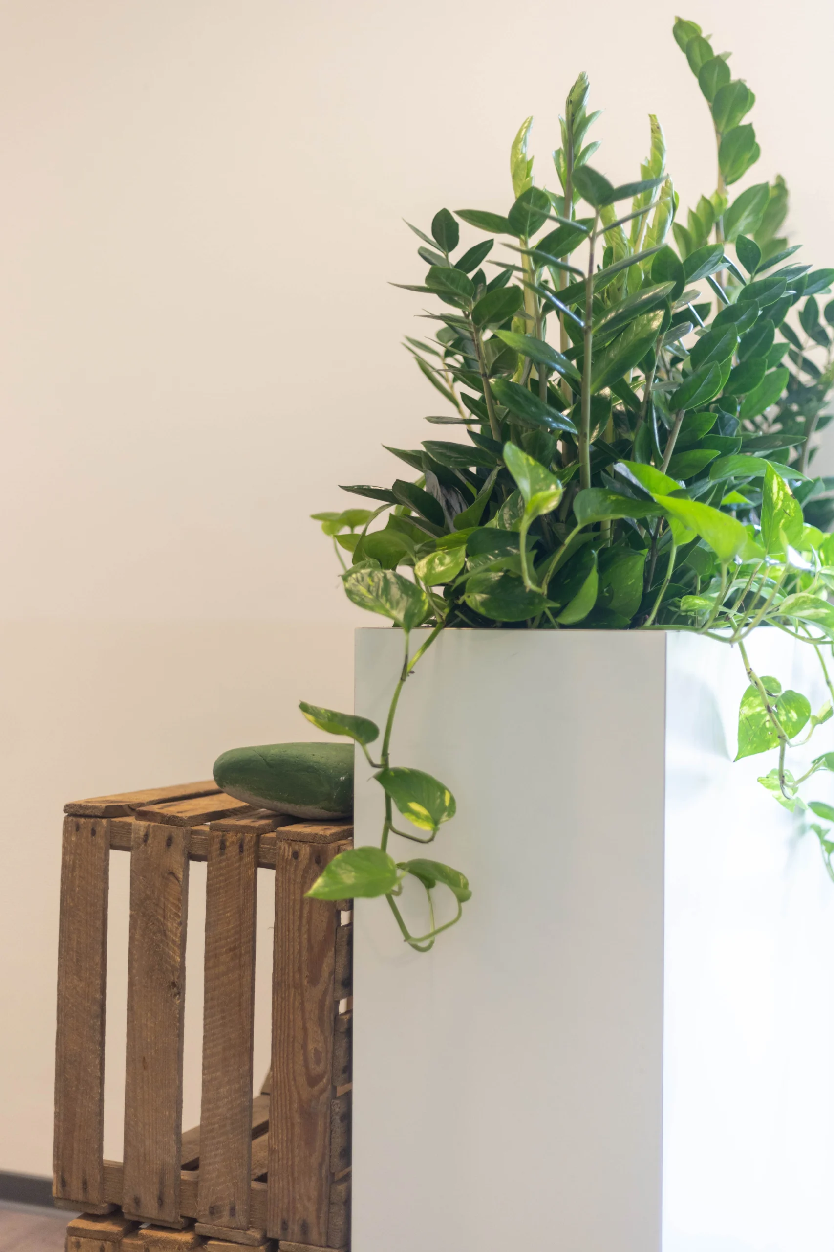 Moderne inrichting met een grote witte plantenbak gevuld met groene planten en een houten krat met een groen object