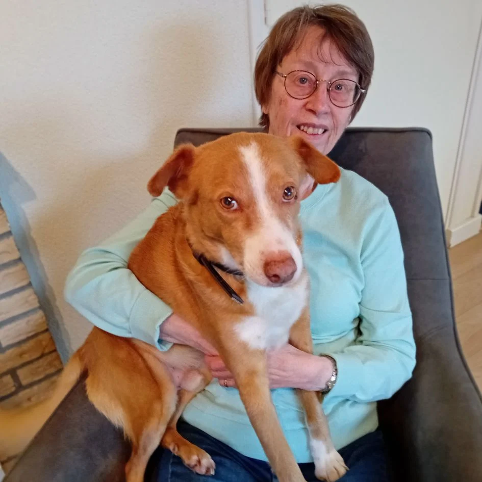 Vrouw met bril en lichtblauwe trui zit op stoel met bruine hond met witte vlekken op schoot in huiselijke ruimte